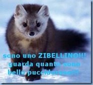 martes-zibellina5 martes-zibellina5