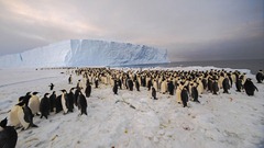 penguin_colony