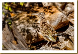 Greater Roadrunner ( Geococcyx californianus) Greater Roadrunner ( Geococcyx californianus)