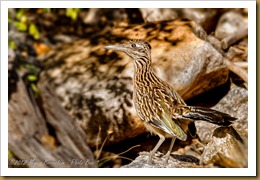 Greater Roadrunner ( Geococcyx californianus)