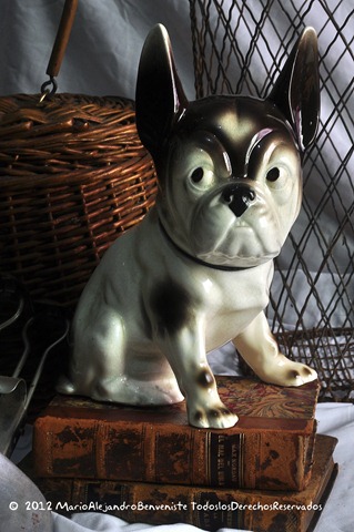 [perro-bulldog-24.jpg]