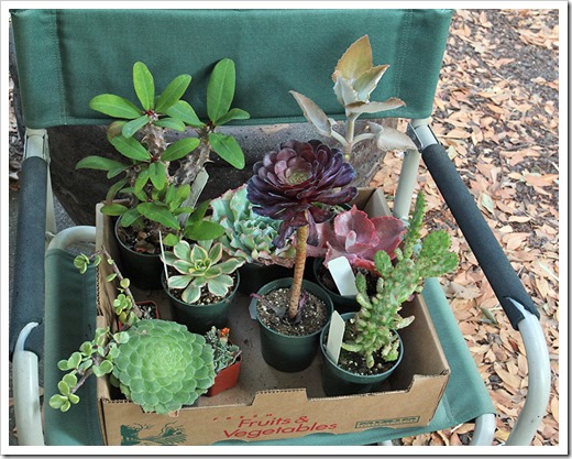 111003_plants-from-succulent-gardens_-02
