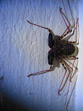 South Africa - 029.JPG