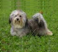 [Bichon%2520Habanero%255B3%255D.jpg]