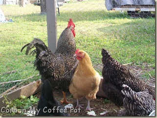 Chickens- acting strange 010 Chickens- acting strange 010