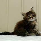 Bearcloud Hope @ 5 weeks hope.jpg