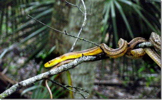 Yello rat snake 34 Yello rat snake 34