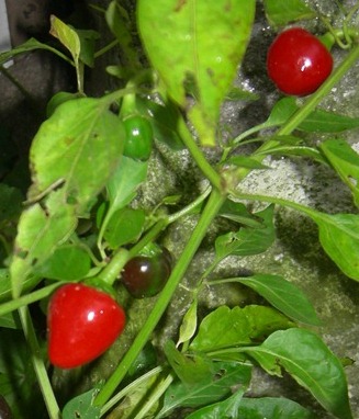 [DSCN5926%255B4%255D.jpg]