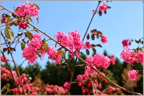 IMG_0063 IMG_0063