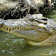 A Fed Croc Is A Happy Croc - Port Douglas, Australia