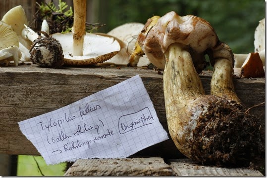 Gallenröhrling Tylopilus felleus