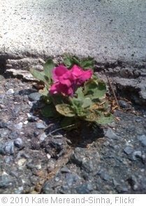 'Beauty from Adversity' photo (c) 2010, Kate Mereand-Sinha - license: http://creativecommons.org/licenses/by/2.0/