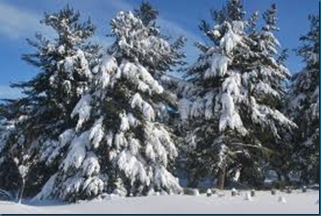 snow in evergreen snow in evergreen