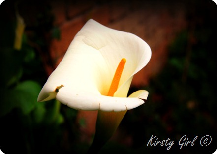 flower1 flower1