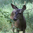 Il s'avère que Bambi a de plus grandes oreilles que dans son biopic.