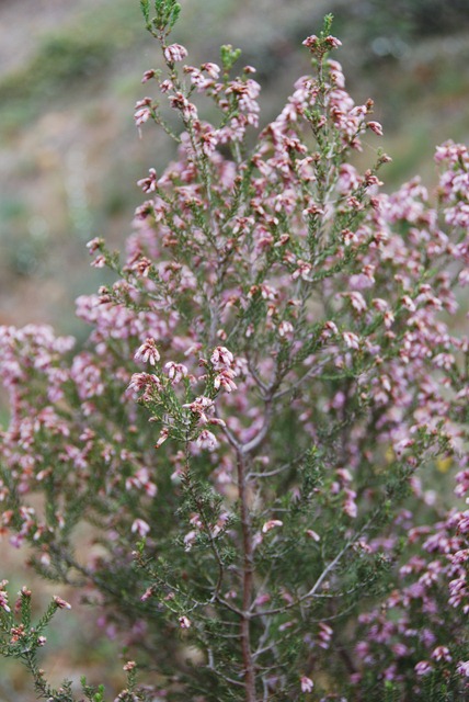 [DSC_0100%255B5%255D.jpg]