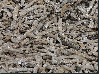 33-sand-mason-worms Lanice conchilega