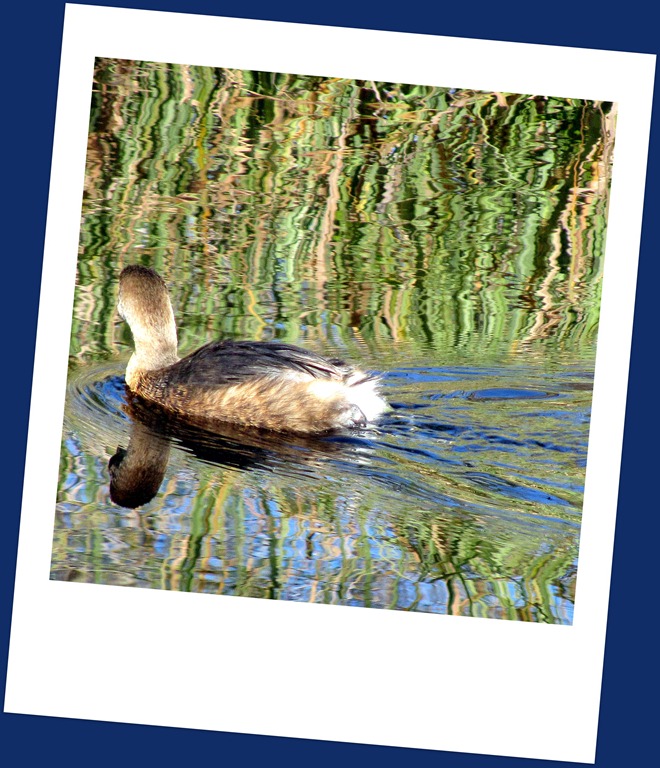 [IMG_4140-duck%255B7%255D.jpg]