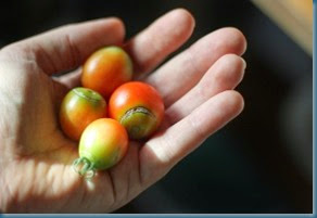 tomatoes from vines