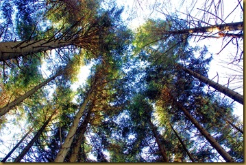 nella pineta nella pineta