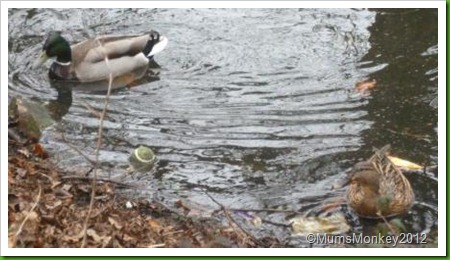 Wolverhampton Girls high ducks