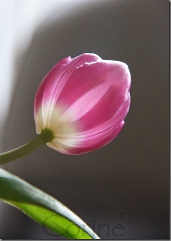 5442.tulp 5442.tulp