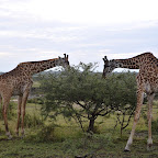 Giraffen in der Nordserengeti © Foto: Svenja Penzel | Outback Africa