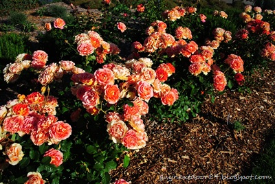 [DSC_0265%255B9%255D.jpg]