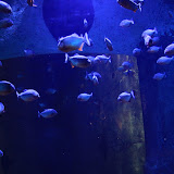 IMG_4795.JPG