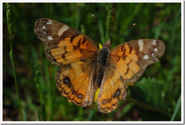 Painted Lady