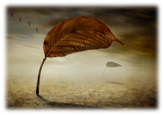 Viento Viento