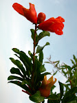 Fleur de grenadier sauvage