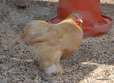 Bryce liked the little chickens wearing slippers