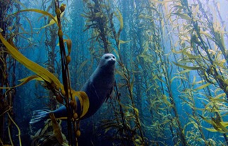 Seal Seal