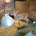 fawn_7_10_10.jpg