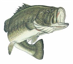 Largemouth_bass-600