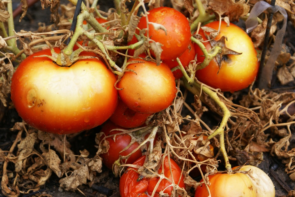 [tomatoes6.jpg]