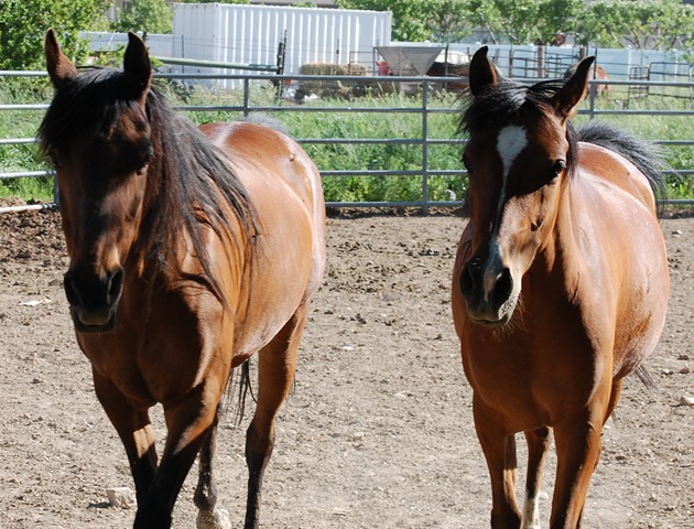 [horses2011172.jpg]