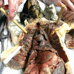 lungs.JPG