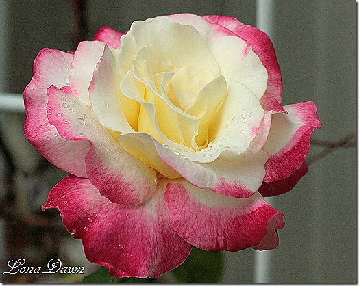 Rose_Double_Delight
