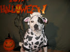 So check this out folks... what am I here? A cow right?....
