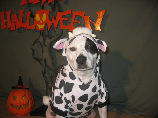 So check this out folks... what am I here? A cow right?....