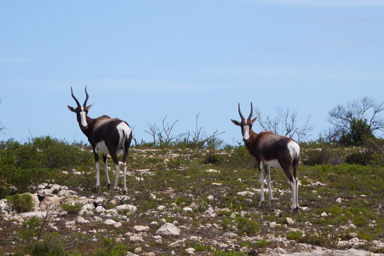 Two bontebok