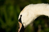Swan - Zuidlaren, The Netherlands