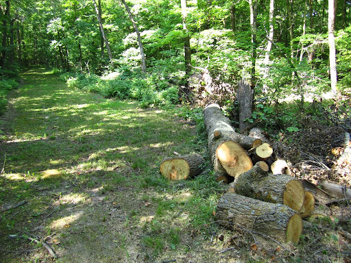 Big basswood tree down from storm earlier this summer