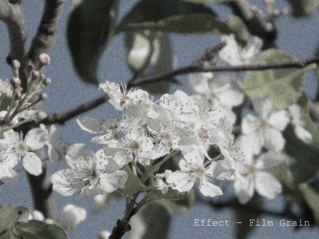 [White-Flowers-1-3-film-grain5.jpg]