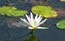 [flower-lotus-flower-65x41%255B7%255D.jpg]