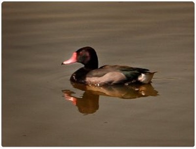 gimp pato gimp pato