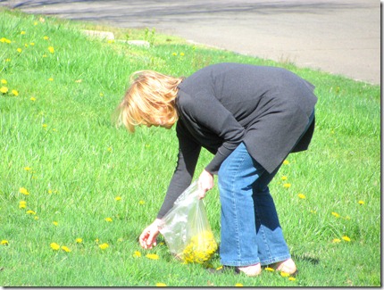 Picking dandelions