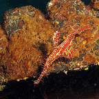 Harlequin ghost pipefish (Dauin, Negros)